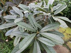 R.montroseanum